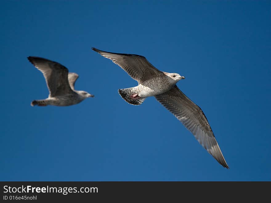 Two seagulls flying over water in the light of heaven