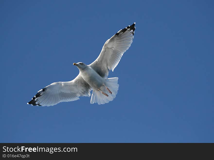 Seagull