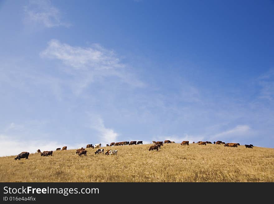 Cows on hill