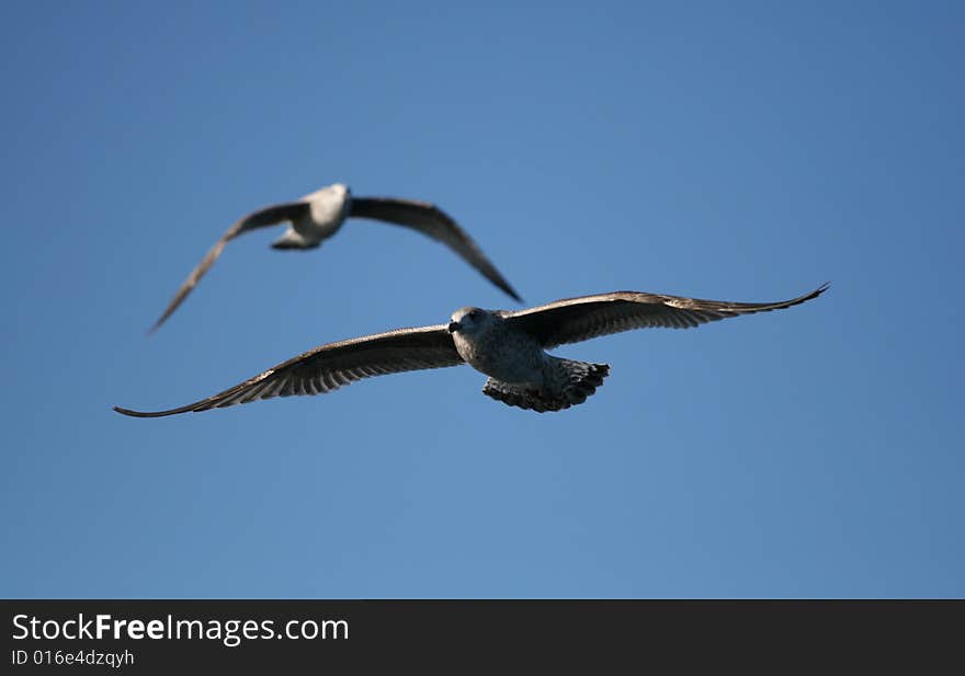 Seagulls