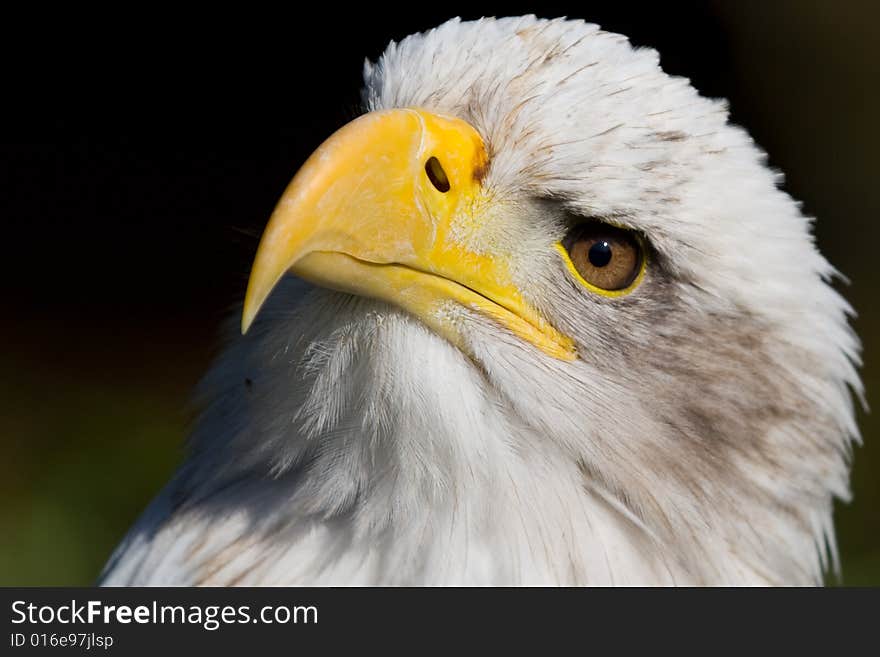 Bald Eagle