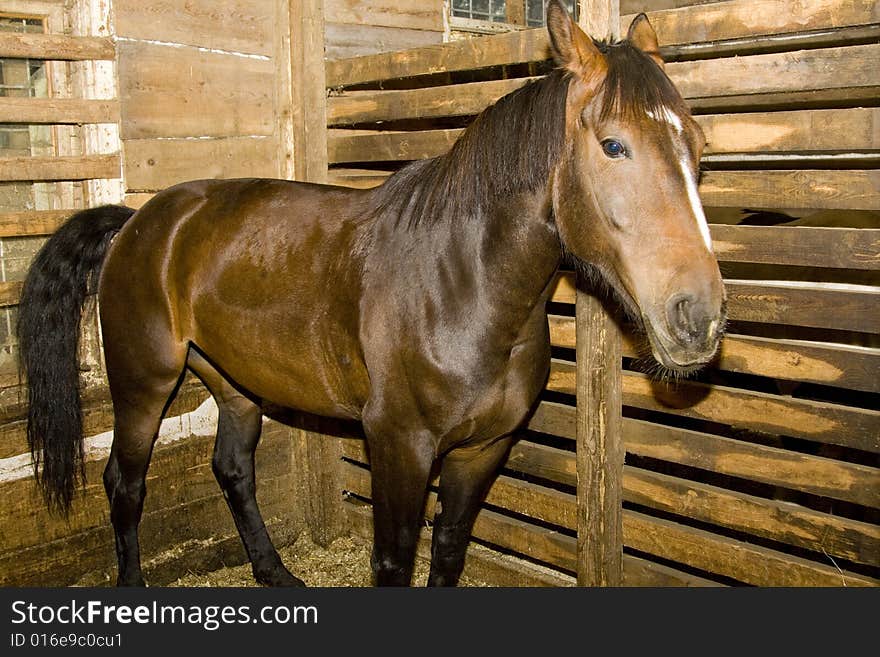 Well set-up figure sport horse in paddock