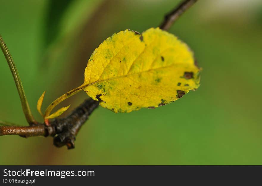 Autumn fall with rain drops, shallow DOF, focus on the leaf. Autumn fall with rain drops, shallow DOF, focus on the leaf