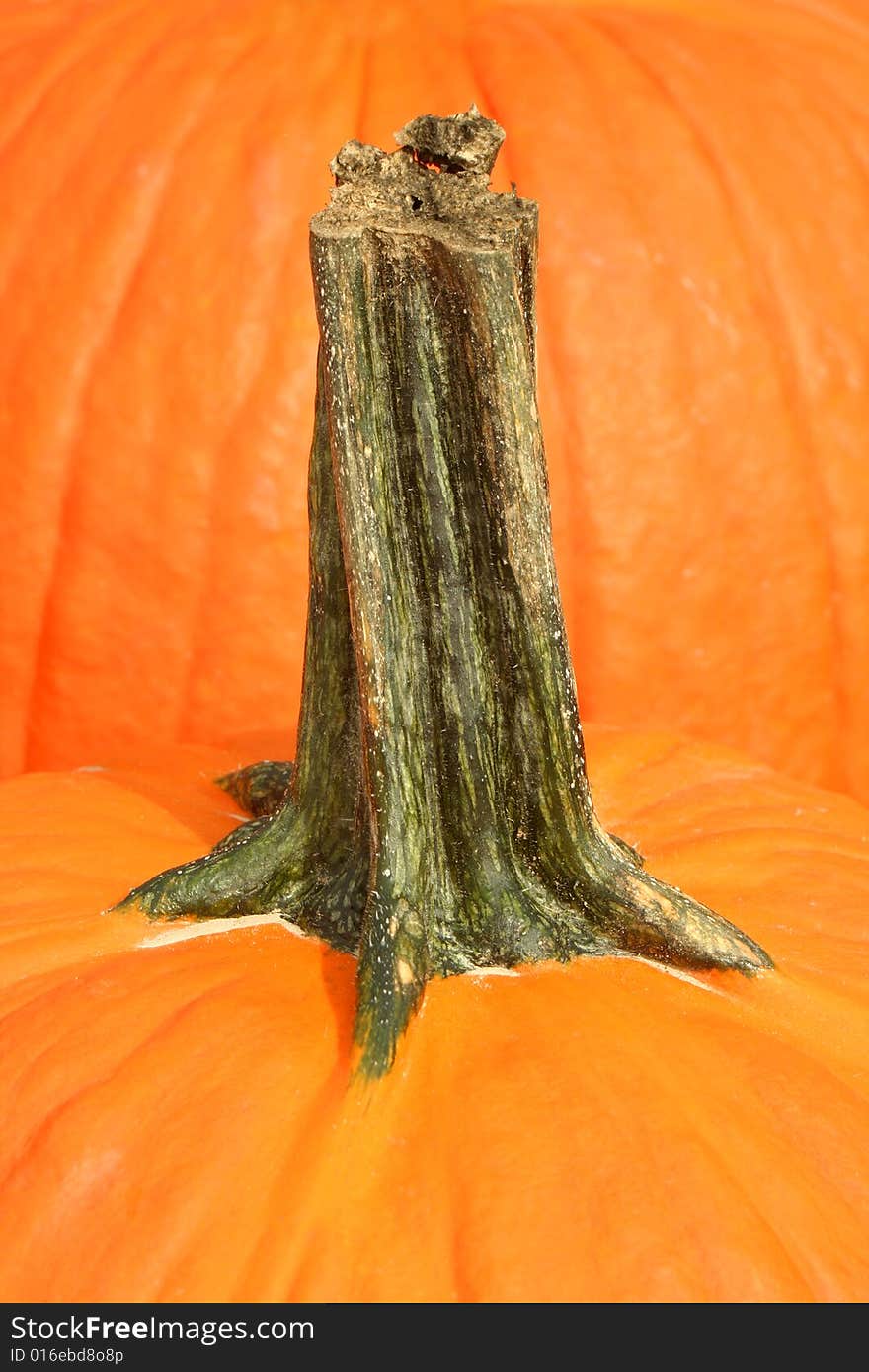 A orange Pumpkin stem macro