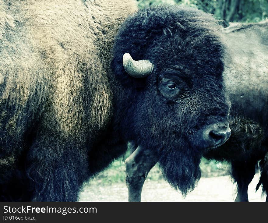 Acidic portrait of a bison. Acidic portrait of a bison