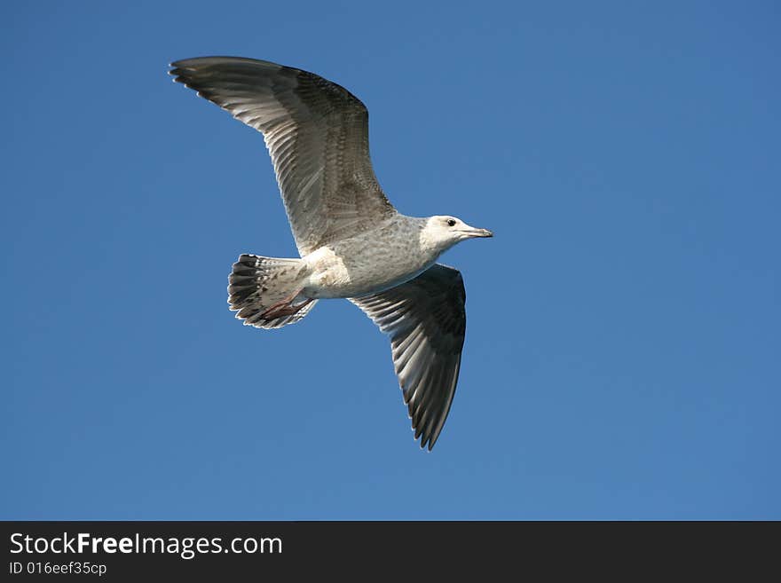 Seagull