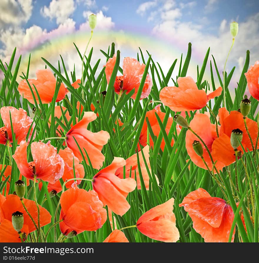 Poppy flowers, green grass and cloudy blue sky with rainbow - seasonal background