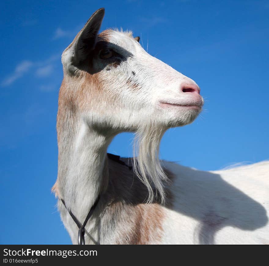 Curious Goat