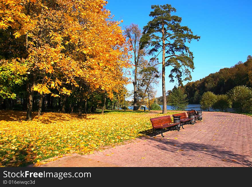 In autumn park there are the empty benches, around fallen down foliage, on a background a lonely pine