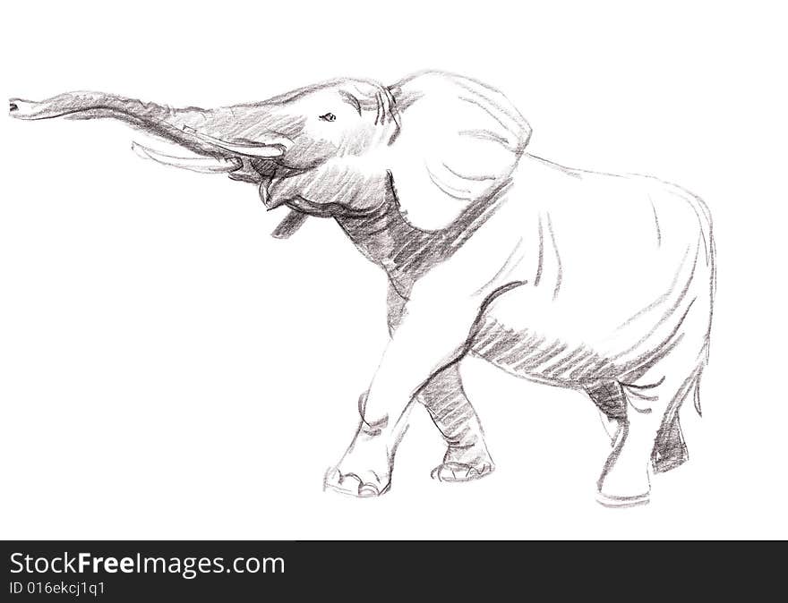 African elephant (Loxodonta africana)