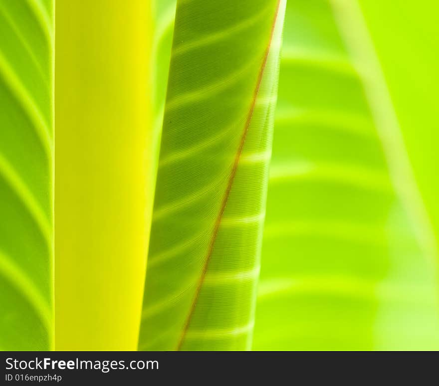 Natural abstract of leaves of a banana tree species, Ensete Superbum.