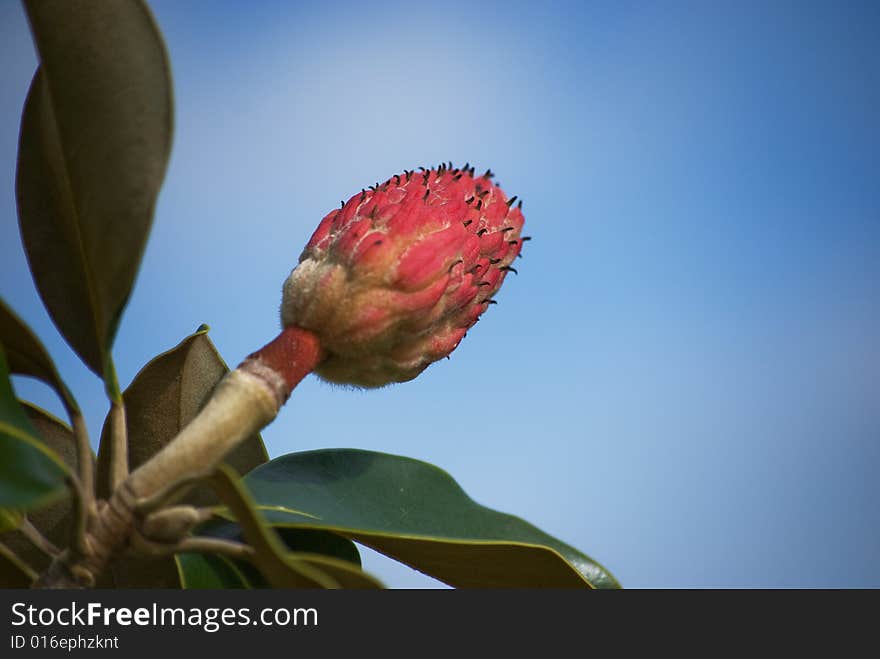 Flower Bud