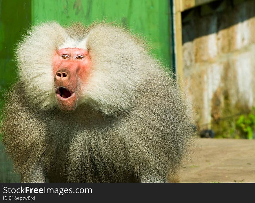 Close-up of a suprised baboon monkey