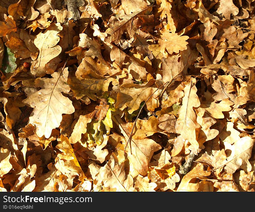 Autumn very close colorful fall and background