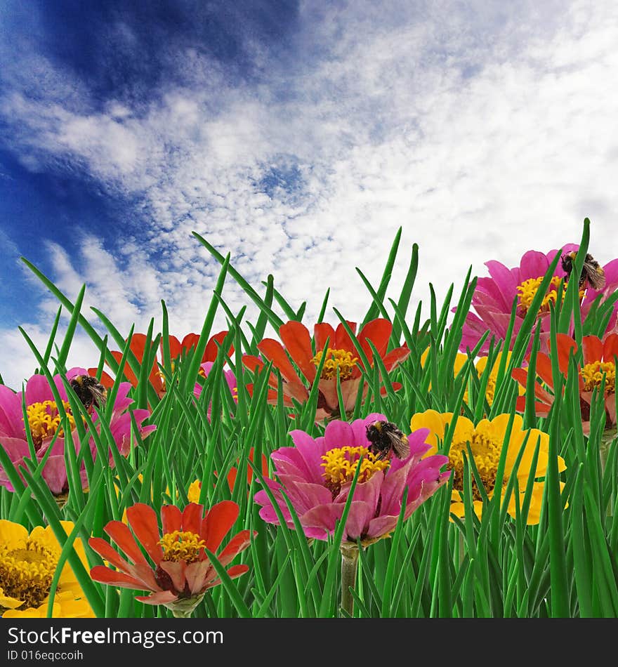 Spring meadow with yellow and red   flowers; bees on flowers