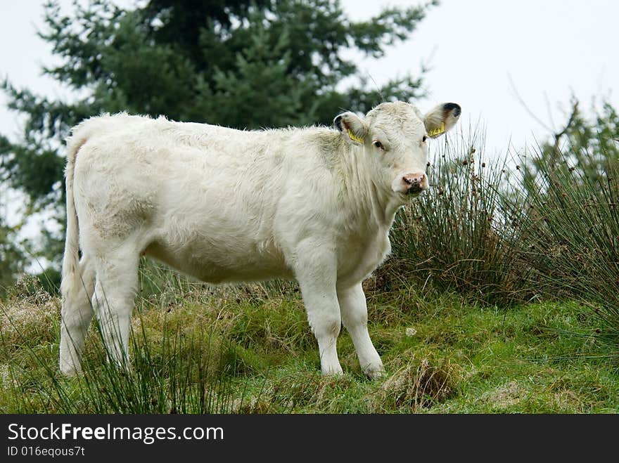 Beautiful white cow on top of a hill