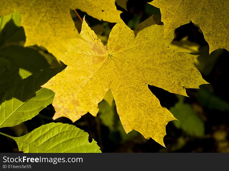 Multi-coloured autumn leaves on trees