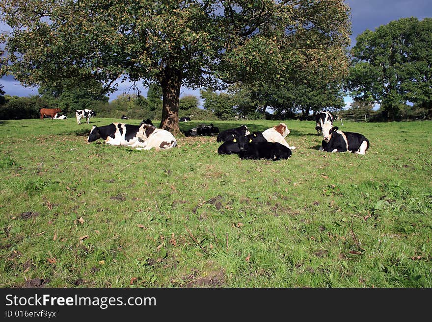 Cattle resting on a warm summers day in rural Ireland. Cattle resting on a warm summers day in rural Ireland