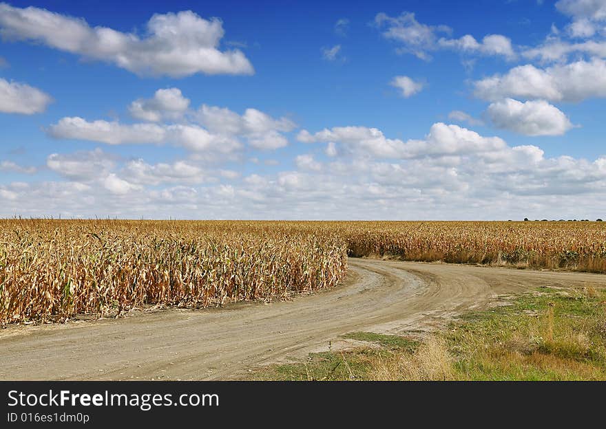 Corn field