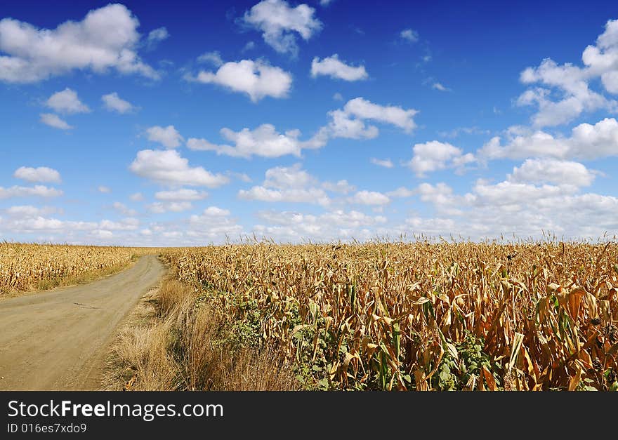 Corn field