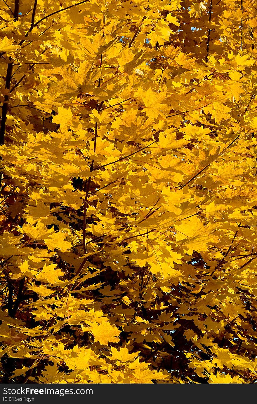 Multi-coloured autumn leaves on trees