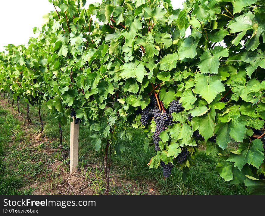 Vineyard - 2