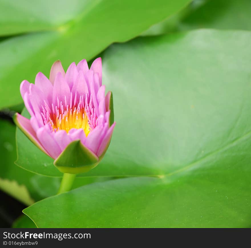 Beautiful rose water lily (lotus)