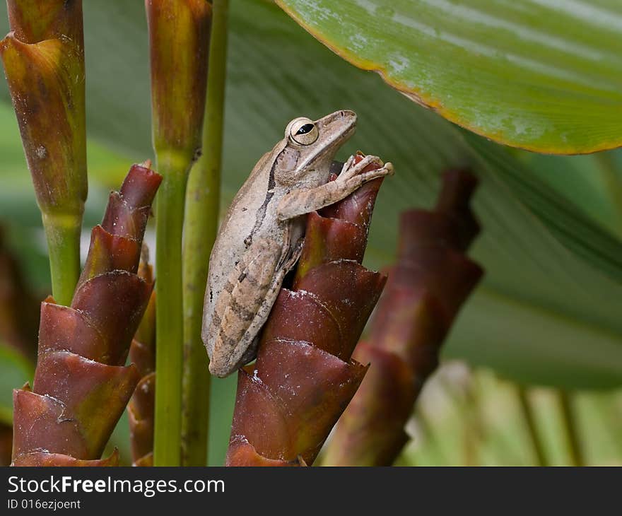 Frog On Flower