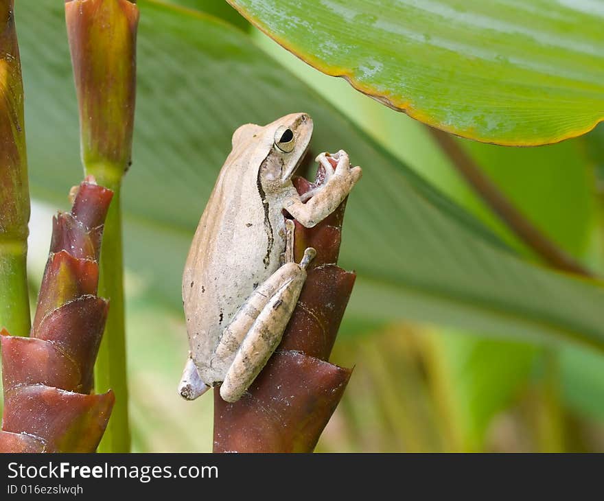 A frog hidden in a dense clump of clalathea lutea plant, resting on a tubular spiral bract of its flower. A frog hidden in a dense clump of clalathea lutea plant, resting on a tubular spiral bract of its flower.