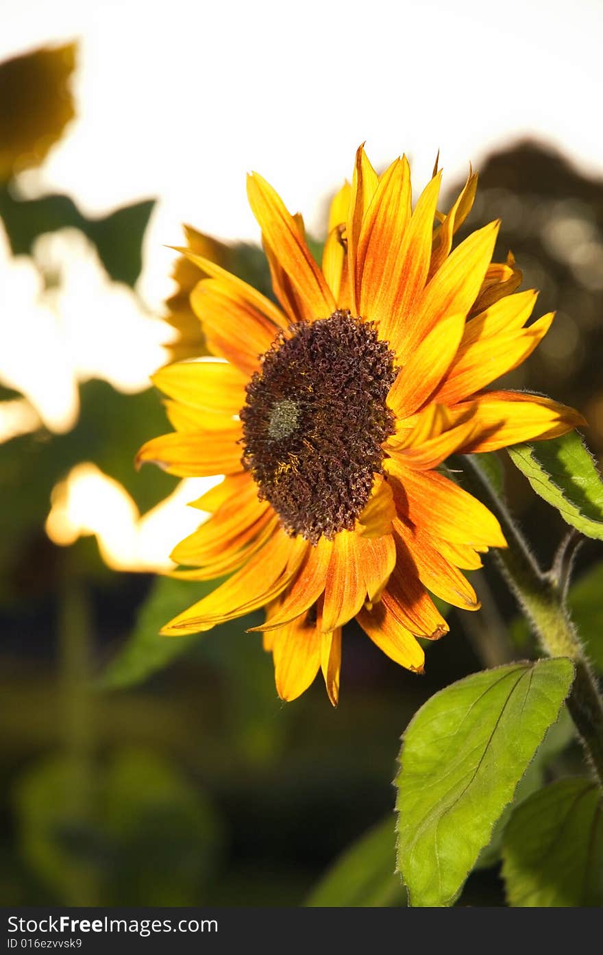 Sunflower At The Night