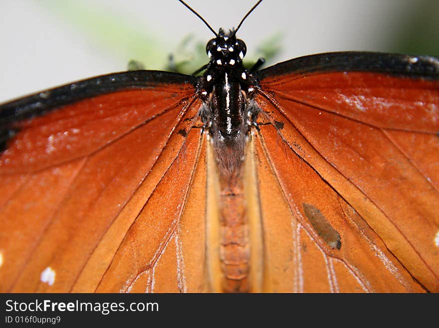 A closeup shot of the body of a butterfly. A closeup shot of the body of a butterfly