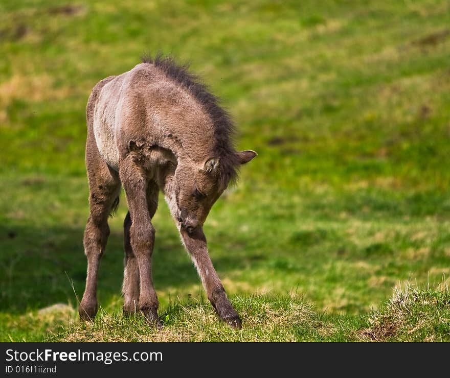 Young horse in a field. Young horse in a field