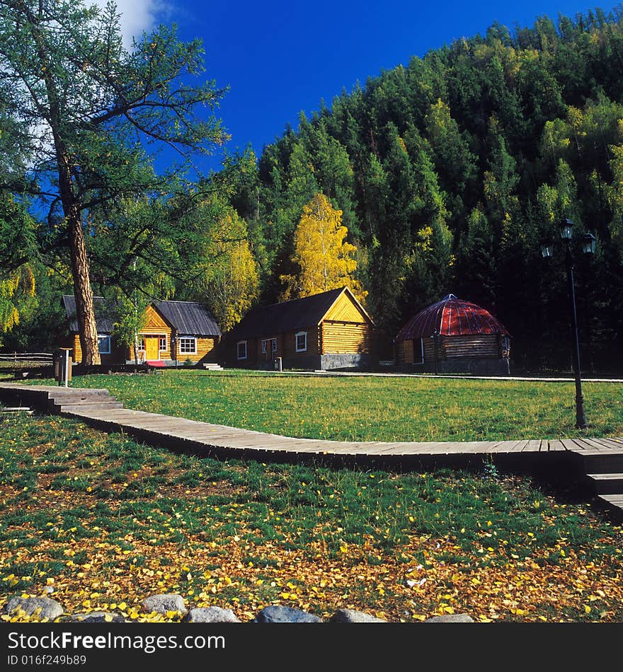 Frame Houses In A Forest