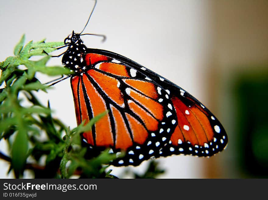 A beautiful black and orange monarch butterfly with black and white speckles. A beautiful black and orange monarch butterfly with black and white speckles.