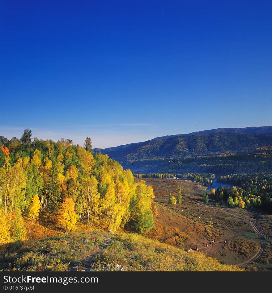 The leaves become so yellow. The brook is so clear . A view in Hemu Xinjiang China. The leaves become so yellow. The brook is so clear . A view in Hemu Xinjiang China