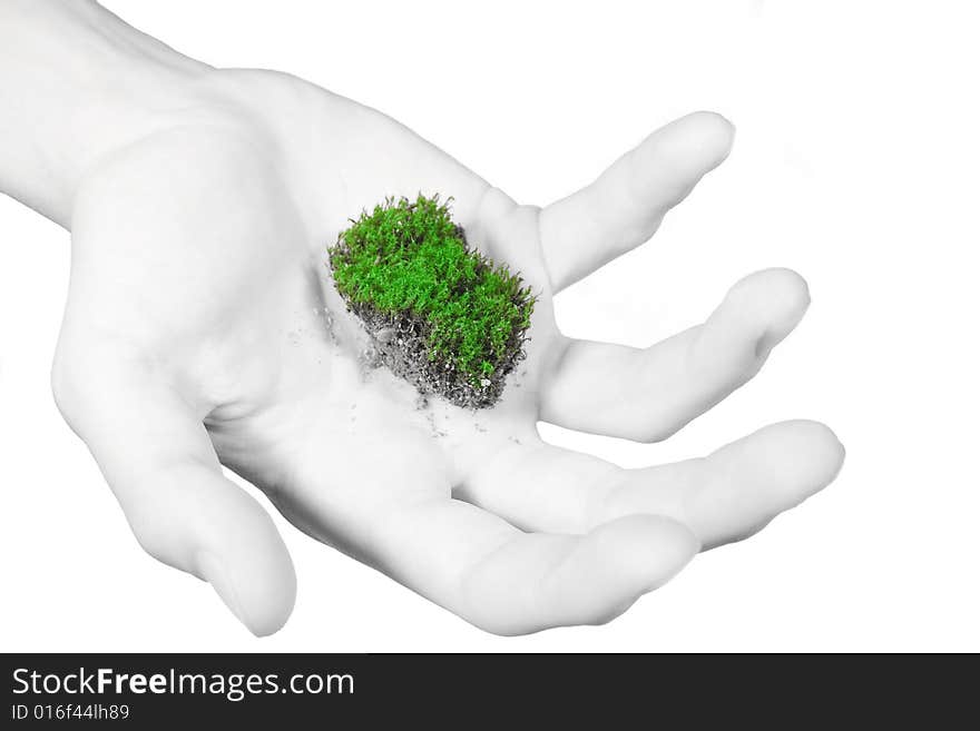 Green moss in male hand. Green moss in male hand.