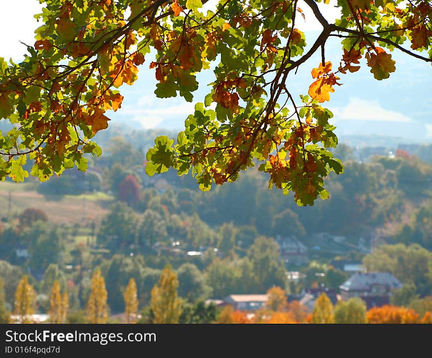 Autumn leaves