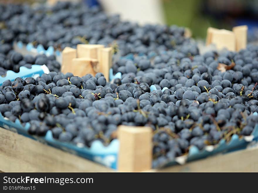 Blue Juicy Grapes