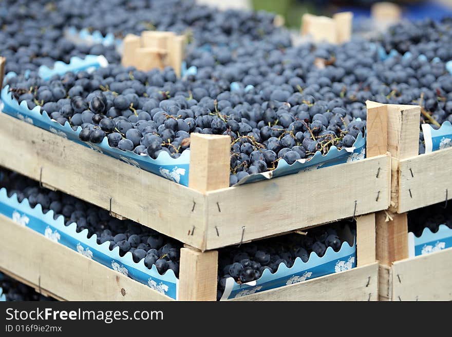 Blue juicy grapes