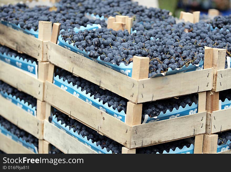 Blue juicy grapes