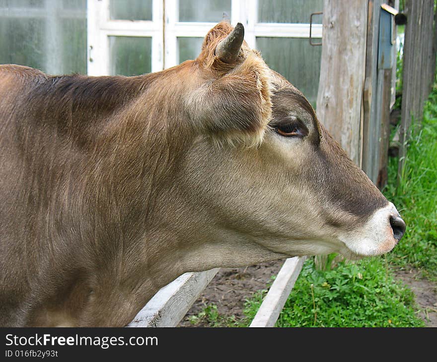 Cow