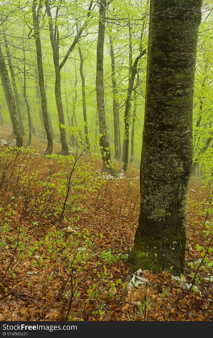 Rainy spring forest, Croatia