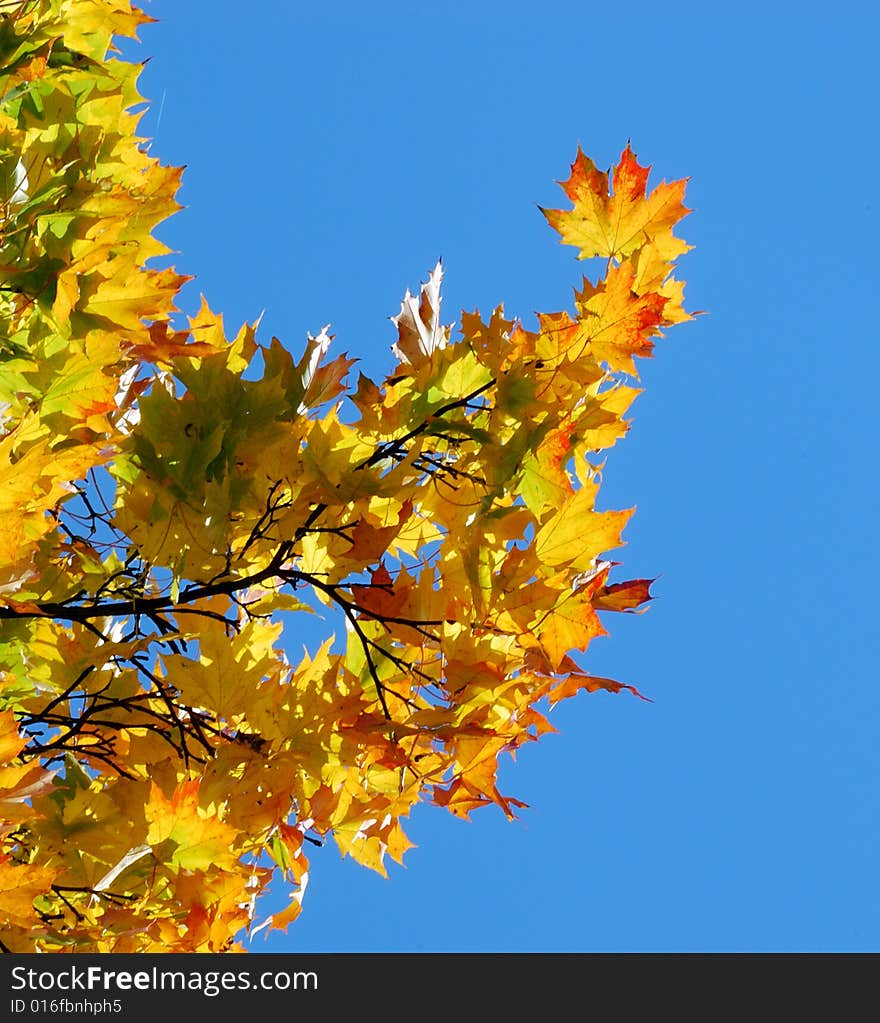 Autumn leaves, high vibrant colors