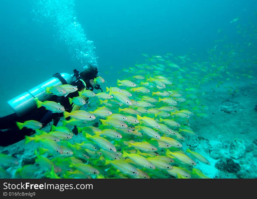 Diver in a school of bigeye yellow snappers. Diver in a school of bigeye yellow snappers