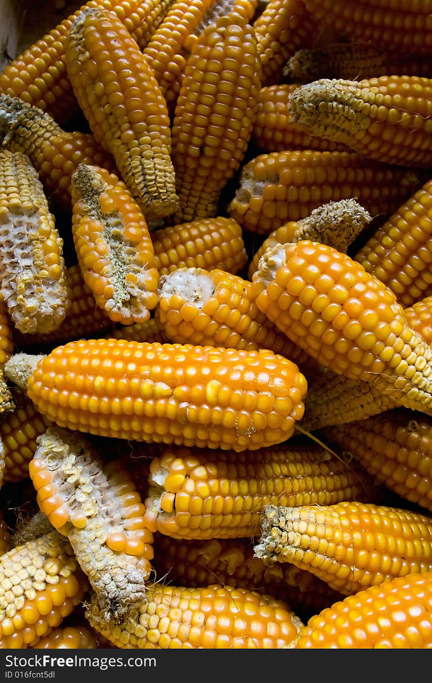 Corncobs in basket background detail. Corncobs in basket background detail