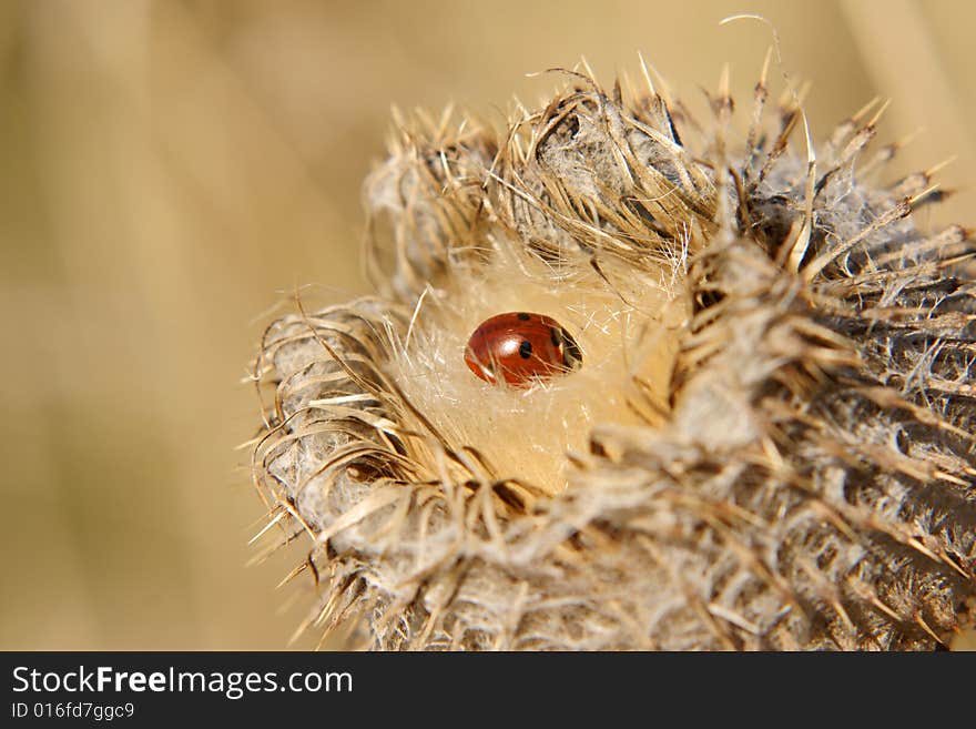 Ladybird at her sun bed