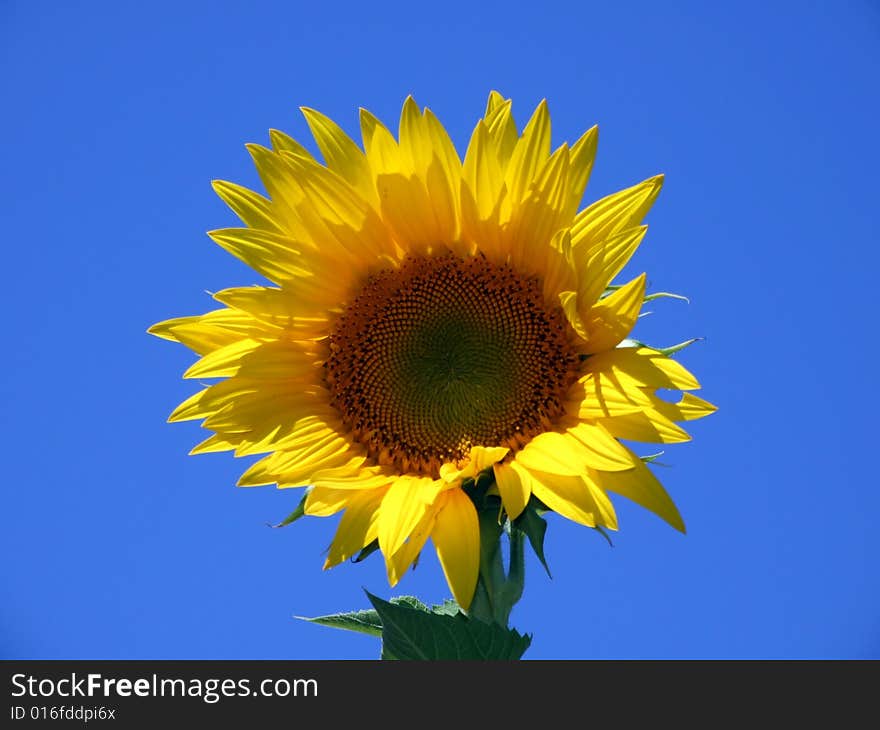 Sunflower beautifull, flower, blue sky