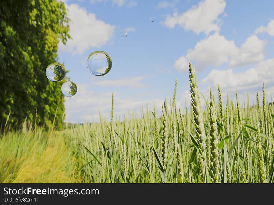 Bubble field