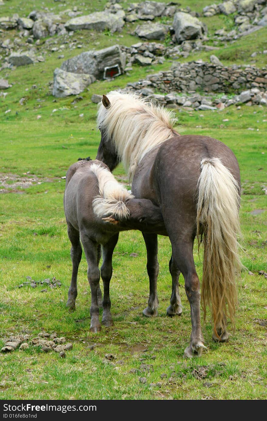 Mare with young on mountain meadow.