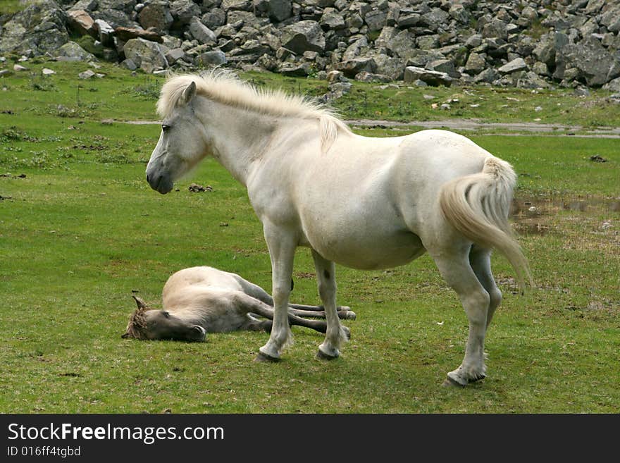 Mare with young on mountain meadow.